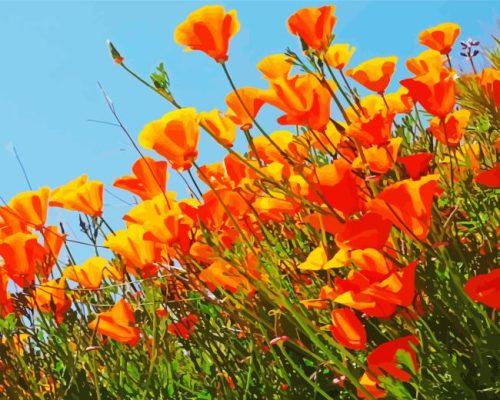 California Poppies Paint By Numbers