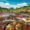 Cano Cristales Colombia Paint By Numbers