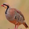 Chukar Paint By Numbers