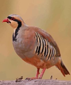 Chukar Paint By Numbers