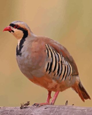 Chukar Paint By Numbers