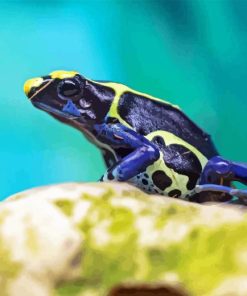 Dart Frogs Paint By Numbers