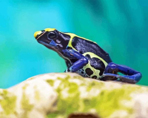 Dart Frogs Paint By Numbers