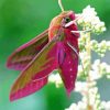 Elephant Hawk Moth Paint By Numbers