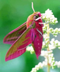 Elephant Hawk Moth Paint By Numbers