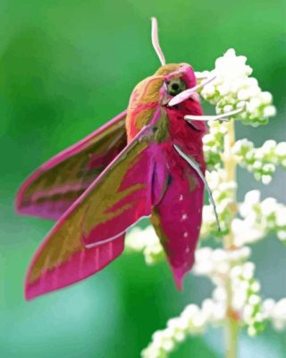 Elephant Hawk Moth Paint By Numbers