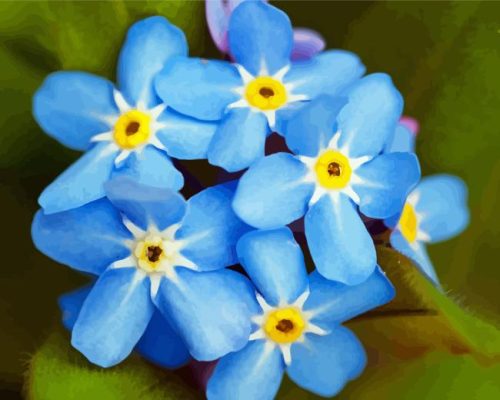 Forget Me Nots Paint By Numbers