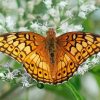 Fritillary Paint By Numbers
