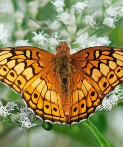 Fritillary Paint By Numbers