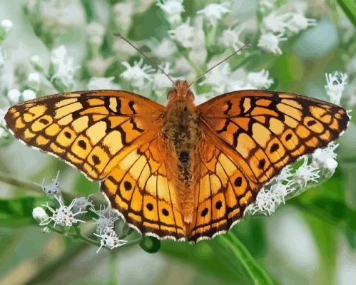 Fritillary Paint By Numbers