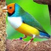 Gouldian Finch Paint By Numbers