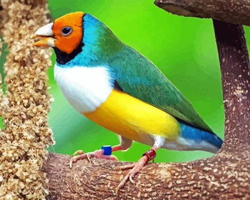 Gouldian Finch Paint By Numbers