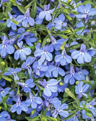 Lobelia Paint By Numbers