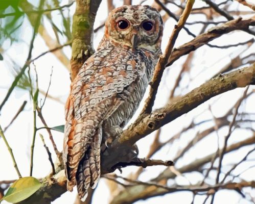 Marbled Owl Paint By Numbers