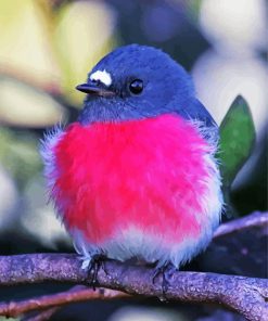 Pink Robin Bird Paint By Numbers