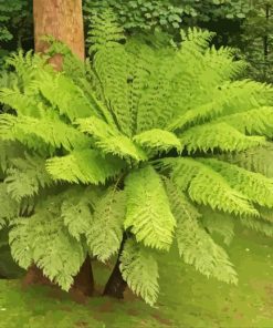 Tree Fern Paint By Numbers