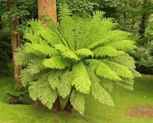 Tree Fern Paint By Numbers