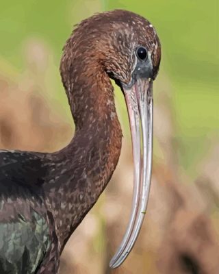 Black Ibis Paint By Numbers