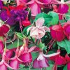 Colorful Fuchsia Paint By Numbers