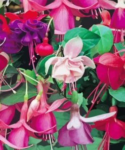 Colorful Fuchsia Paint By Numbers