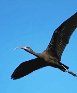 Flying Black Ibis Paint By Numbers