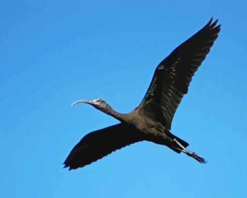 Flying Black Ibis Paint By Numbers