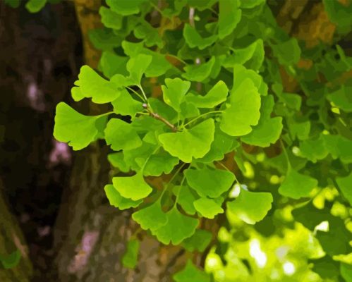 Ginkgo Tree Paint By Numbers