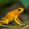Golden Poison Frog Paint By Numbers