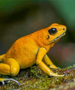 Golden Poison Frog Paint By Numbers