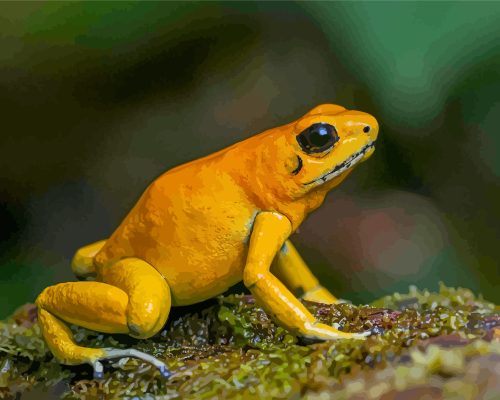 Golden Poison Frog Paint By Numbers