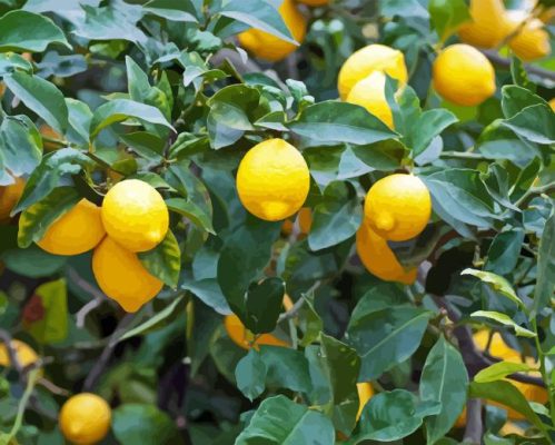 Lemon Plant Paint By Numbers