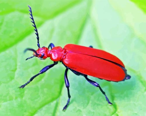 Red Beetle Paint By Numbers