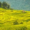 Rice Fields Paint By Numbers