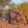Aardvark Animal Paint By Numbers