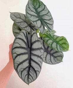 Alocasia Paint By Numbers