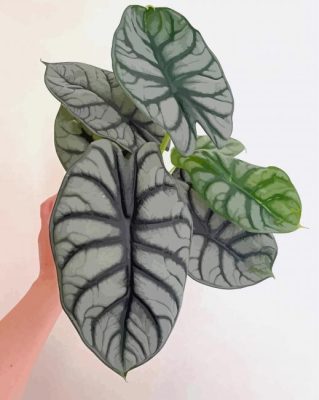 Alocasia Paint By Numbers