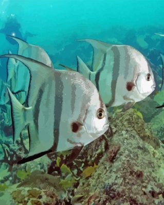 Atlantic Spadefish Paint By Numbers