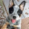 Baby Texas Heeler Paint By Numbers
