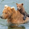 Bear And Cub In Water Paint By Numbers