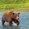 Bear Walking In Water Paint By Numbers
