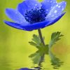 Blue Anemone Paint By Numbers