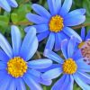 Blue Daisy Paint By Numbers