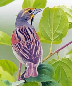 Dickcissel Bird Paint By Numbers