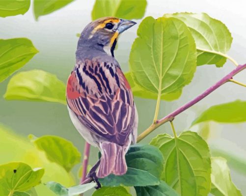 Dickcissel Bird Paint By Numbers