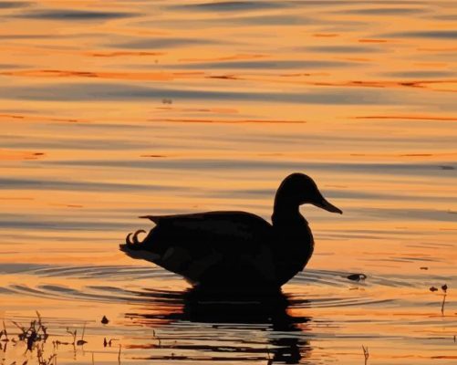 Duck Sunset Paint By Numbers