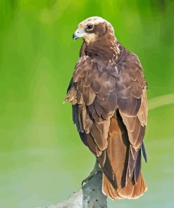 Marsh Harrier Paint By Numbers