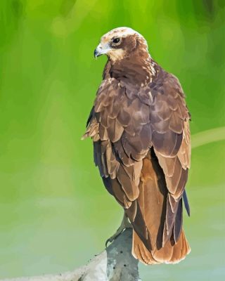 Marsh Harrier Paint By Numbers