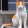 Orange And White Cat Paint By Numbers