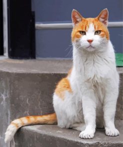 Orange And White Cat Paint By Numbers