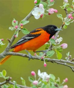 Orchard Oriole Paint By Numbers